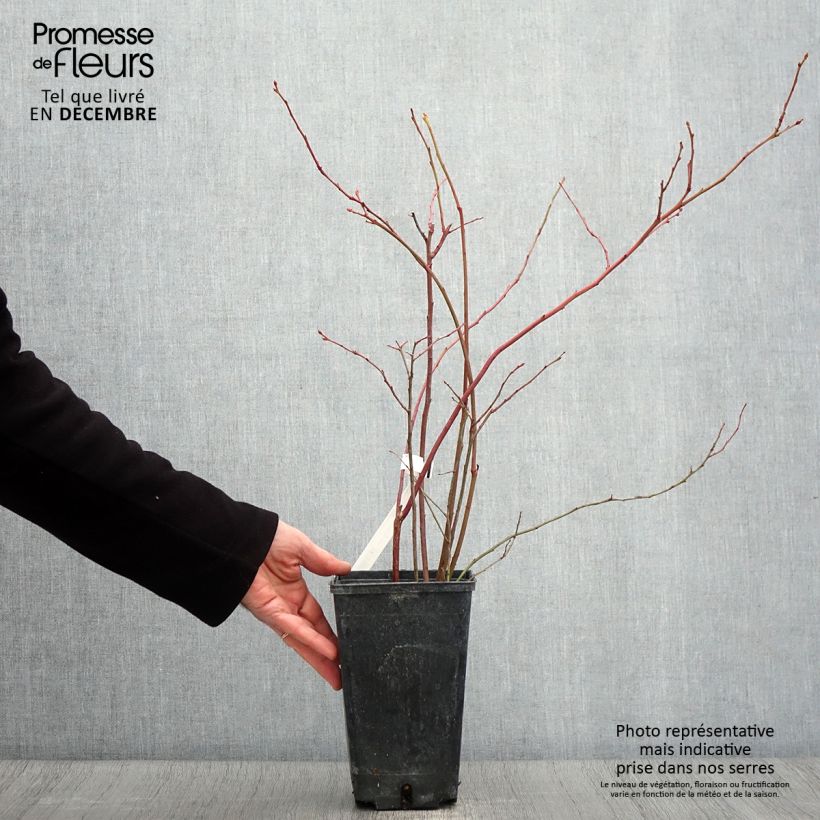 Ejemplar de Arándano Ivanhoe Maceta 1,5L/2L, Formación arbustiva entregado en otoño