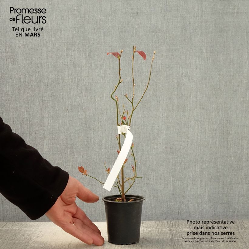 Arándano Pioneer Maceta de 8/9 cmAltura de entrega aprox. 15/20cm Ejemplar entregado en la primavera