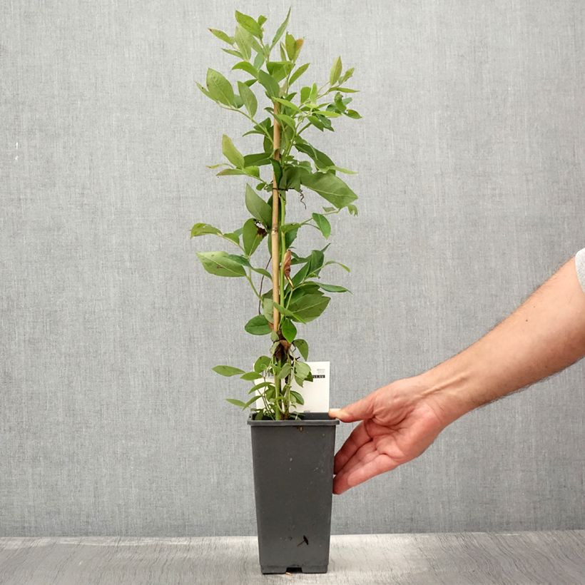 Ejemplar de Arándano Rubel Maceta 1L/1,5LAltura de entrega aprox. 60cm entregado en verano