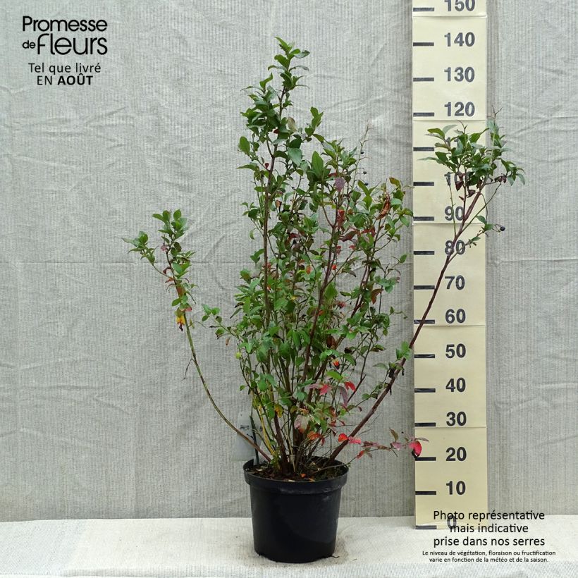 Ejemplar de Arándano Spartan Maceta 7,5L/10LAltura de entrega aprox. 60/80cm entregado en verano