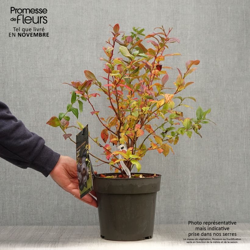 Ejemplar de Arándano Blue Crop Maceta 4L/5L entregado en otoño