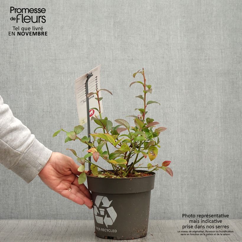 Ejemplar de Arándano Blue Dessert Maceta 3L/4L, Formación arbustiva entregado en otoño