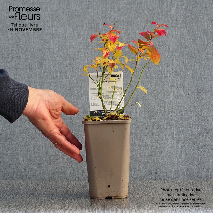 Ejemplar de Arándano Patriot Maceta 1,5L/2L, Formación arbustiva entregado en otoño