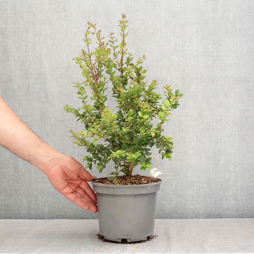 Ejemplar de Myrtus luma - Arrayán Maceta 3L/4L entregado en verano