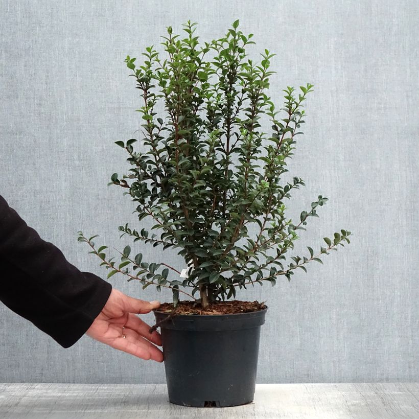 Myrtus luma - Arrayán Maceta 3L/4L Ejemplar entregado en la primavera