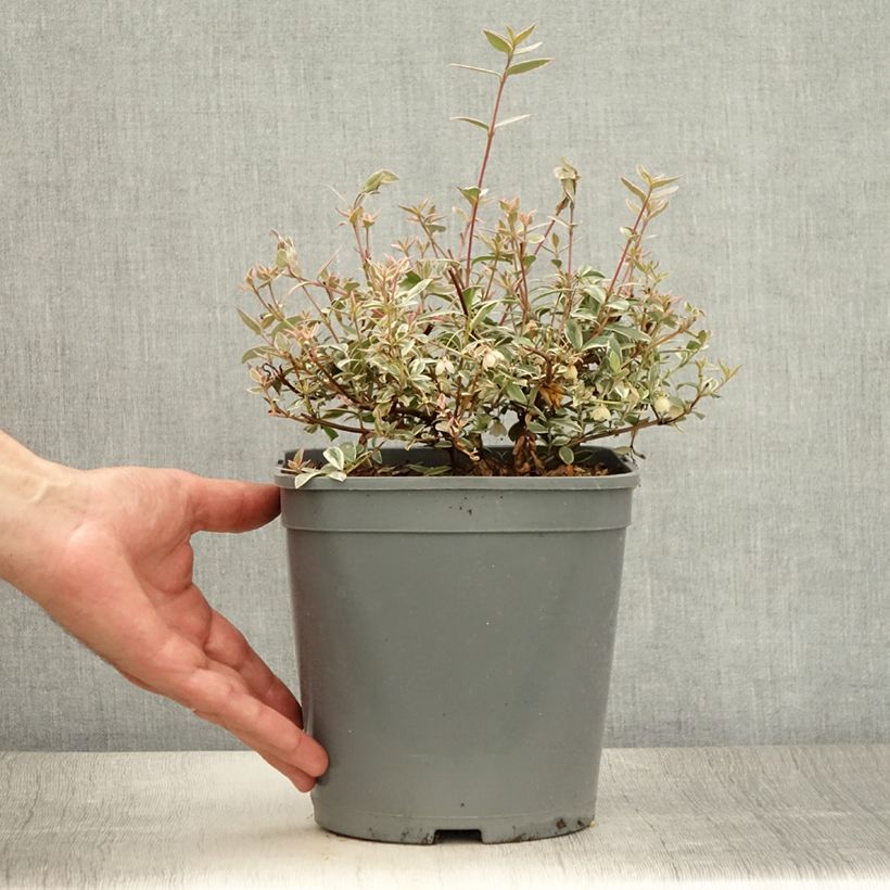 Ejemplar de Myrtus ugni Flambeau - Murtilla Maceta 3L/4L entregado en verano