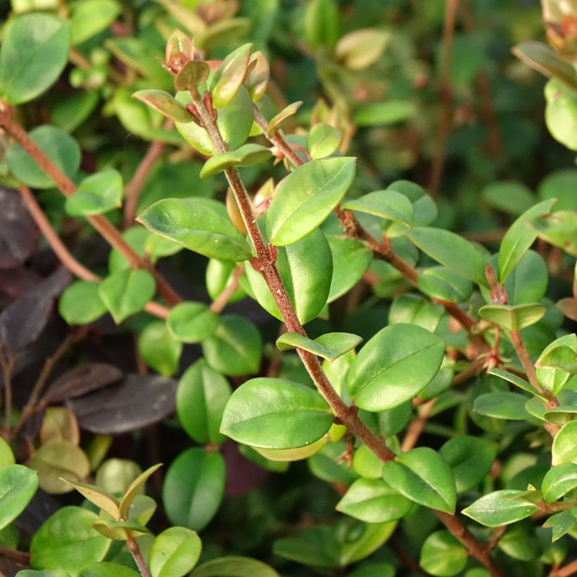 Myrtus ugni Elite - Murtilla (Follaje)