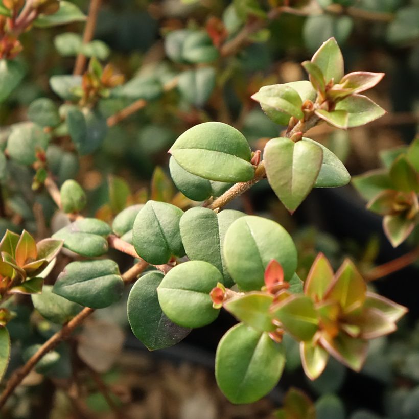 Myrtus ugni Elite - Murtilla (Follaje)