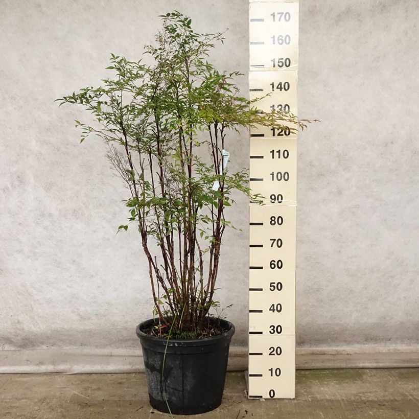 Ejemplar de Nandina domestica - Bambú sagrado Maceta 18L/20L entregado en otoño