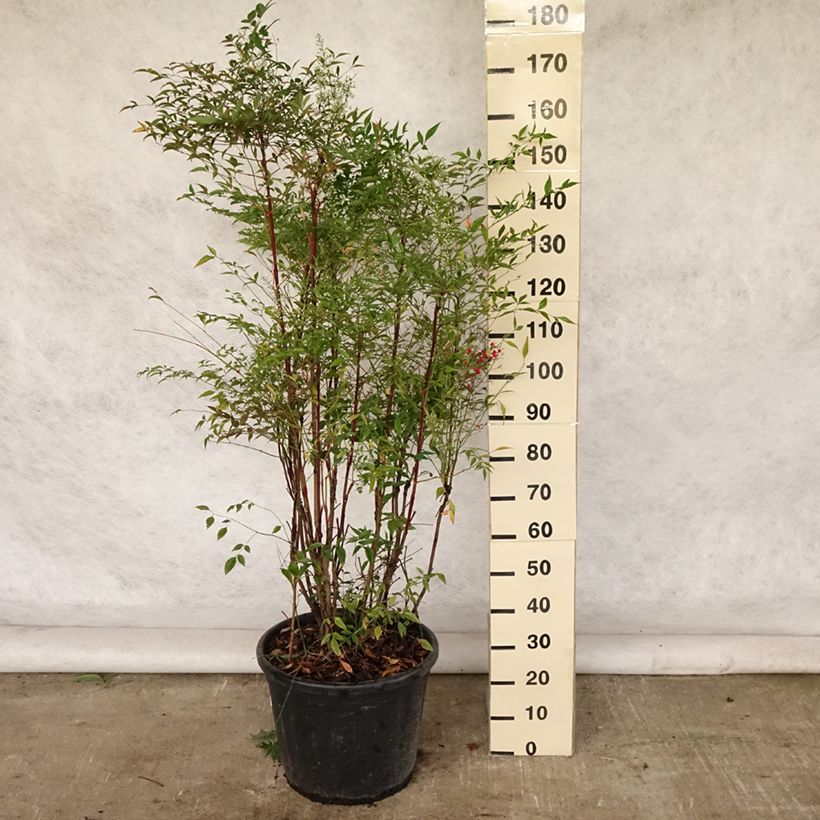 Ejemplar de Nandina domestica - Bambú sagrado Maceta 18L/20LAltura de entrega aprox. 80/90cm entregado en verano