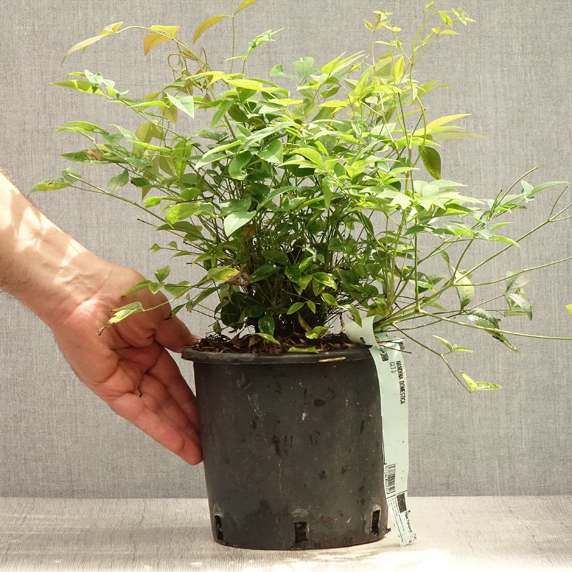 Ejemplar de Nandina domestica - Bambú sagrado Maceta 2L/3LAltura de entrega aprox. 25/30cm entregado en verano