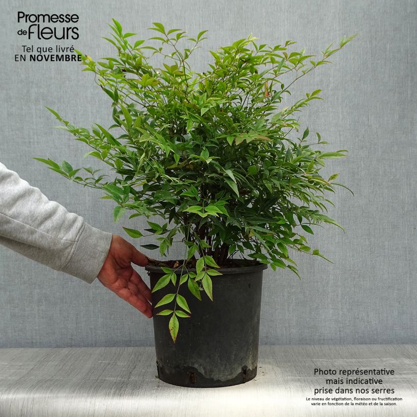 Ejemplar de Nandina domestica - Bambú sagrado Maceta 7,5L/10L entregado en otoño