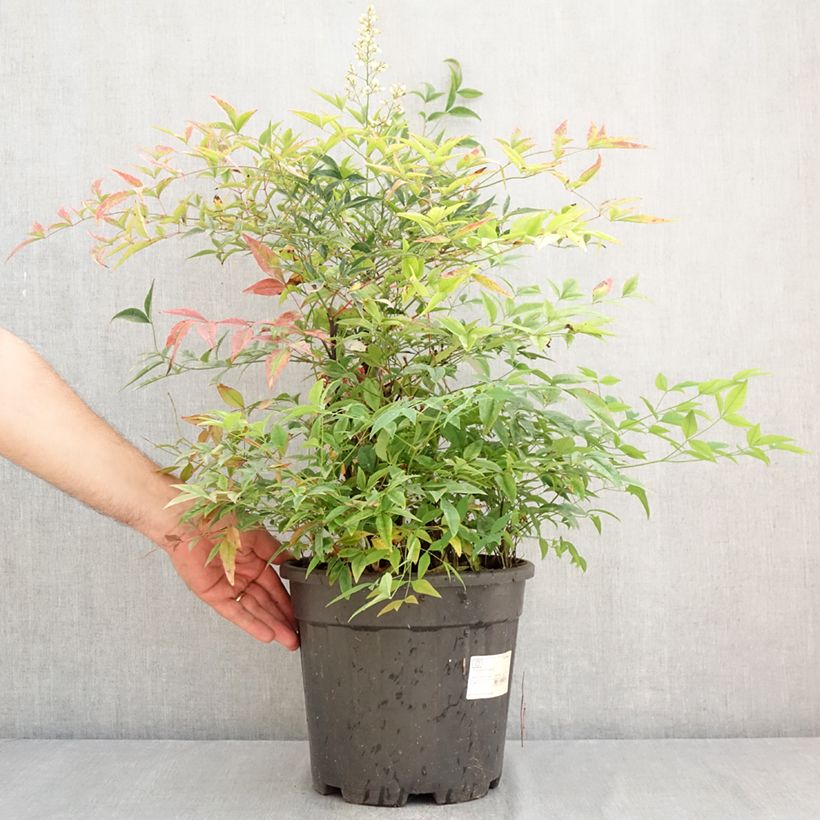 Ejemplar de Nandina domestica - Bambú sagrado Maceta 7,5L/10L entregado en verano