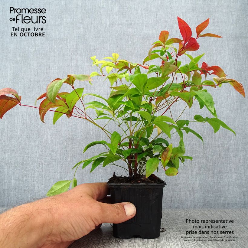 Ejemplar de Nandina domestica Fire Power Maceta de 8/9 cm entregado en otoño