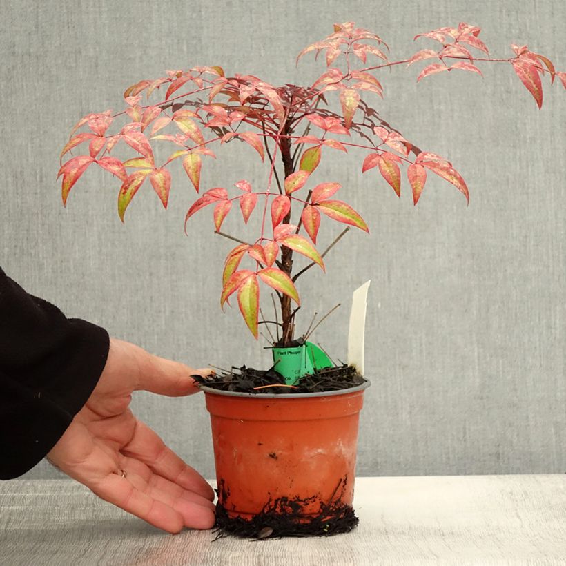 Ejemplar de Nandina domestica FLIRT Murasaki Maceta de 12 cm / 13 cm entregado en otoño