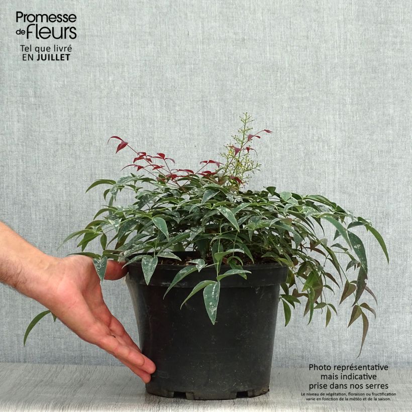 Ejemplar de Nandina domestica FLIRT Murasaki Maceta 3L/4LAltura de entrega aprox. 25/30cm entregado en verano