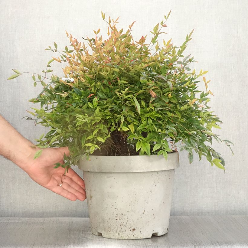 Ejemplar de Nandina domestica Gulf Stream Maceta 7,5L/10L entregado en otoño