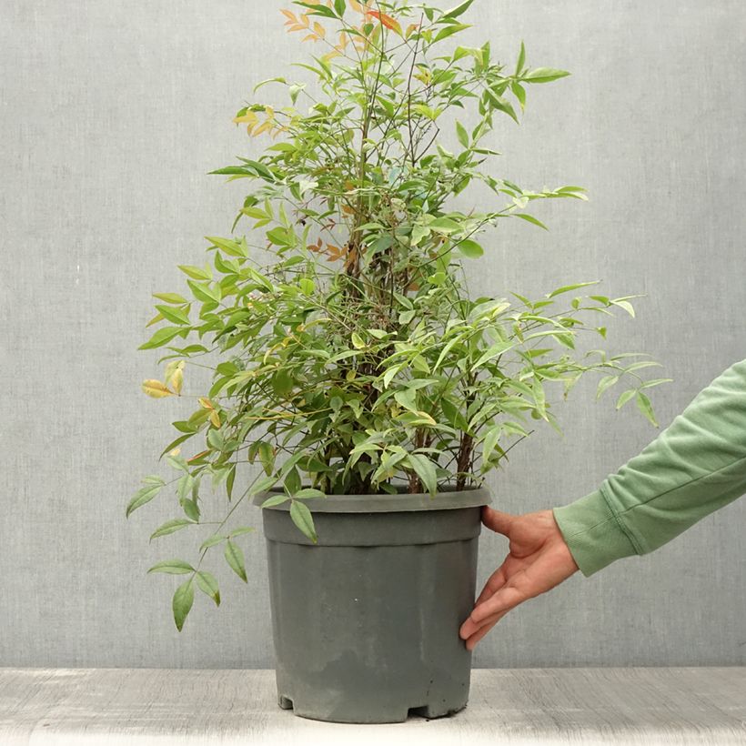 Ejemplar de Nandina domestica Lemon and Lime Maceta 7,5L/10L entregado en verano