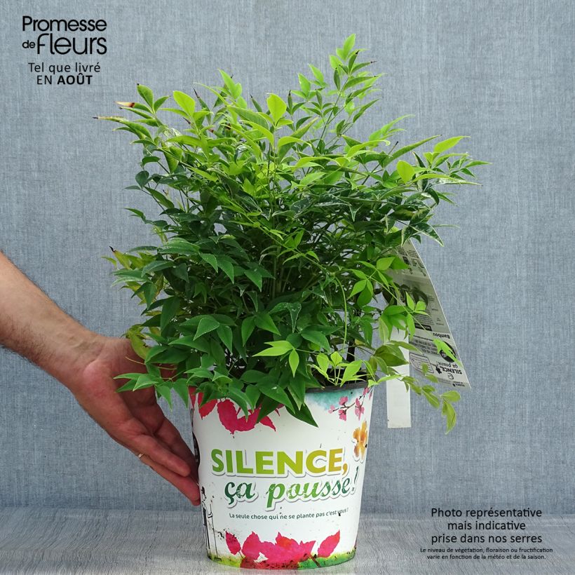 Ejemplar de Nandina domestica Lemon and Lime Maceta 4L/5L entregado en verano