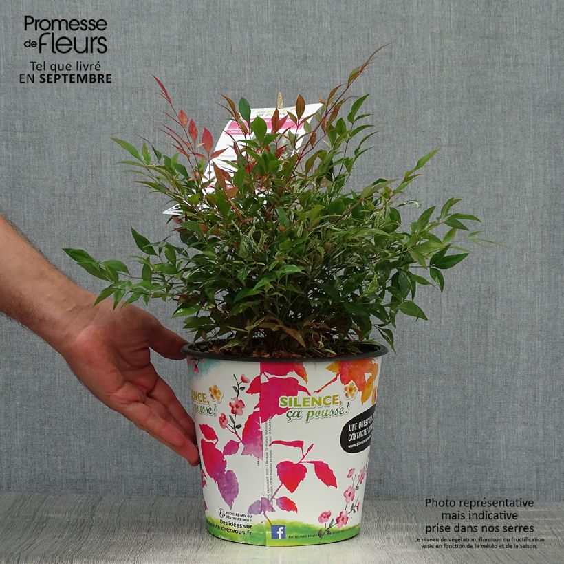 Ejemplar de Nandina domestica Red Light Maceta 3L/4L entregado en otoño