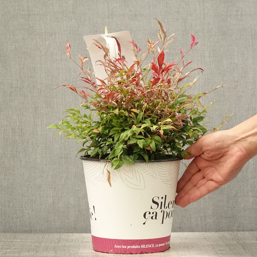 Ejemplar de Nandina domestica Red Light - Bambou sacré nain - Pot de 4L/5L entregado en verano