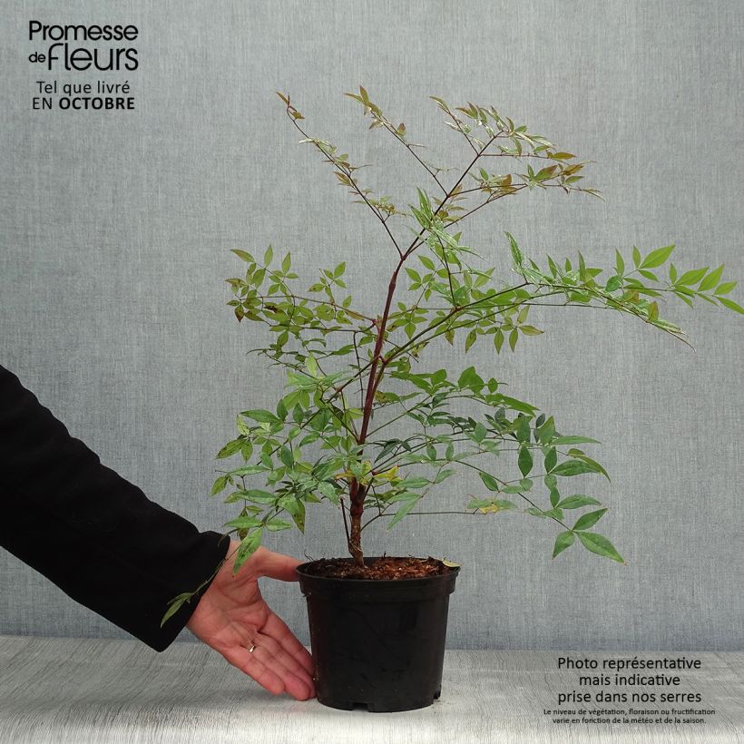 Ejemplar de Nandina domestica Richmond Maceta 2L/3L entregado en otoño