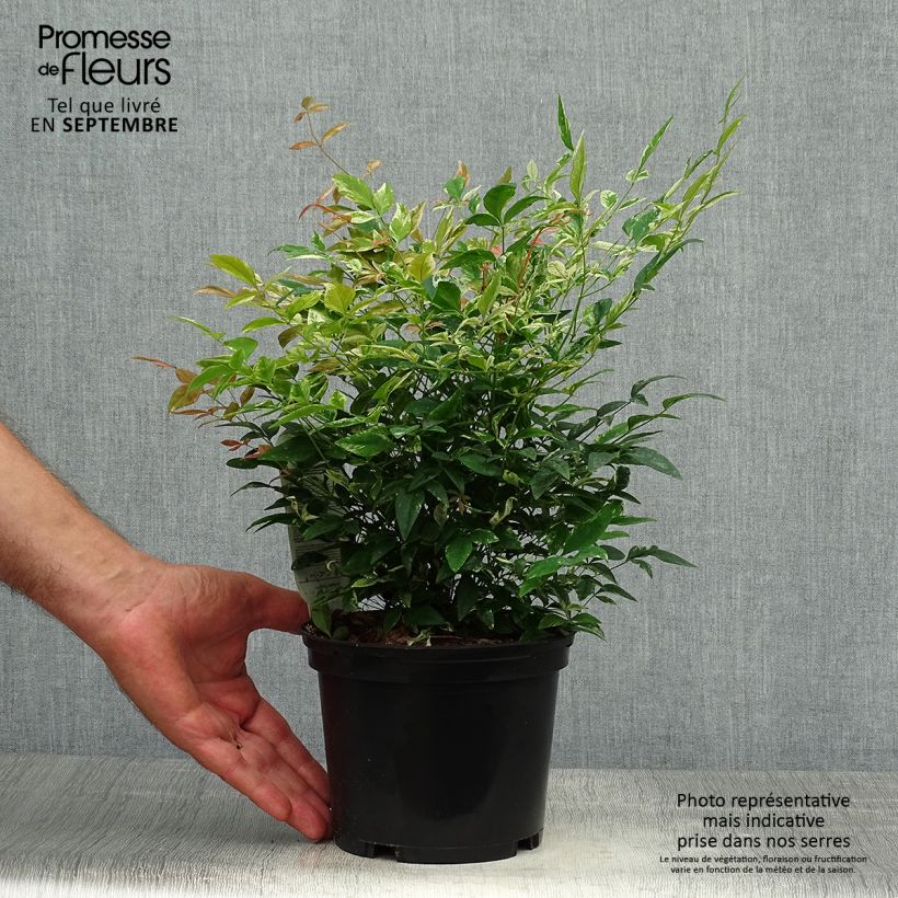 Ejemplar de Nandina domestica Twilight Maceta 2L/3L entregado en otoño