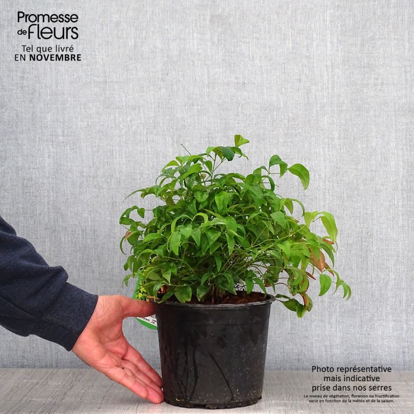 Ejemplar de Nandina domestica Wood's Dwarf Maceta 2L/3L entregado en otoño