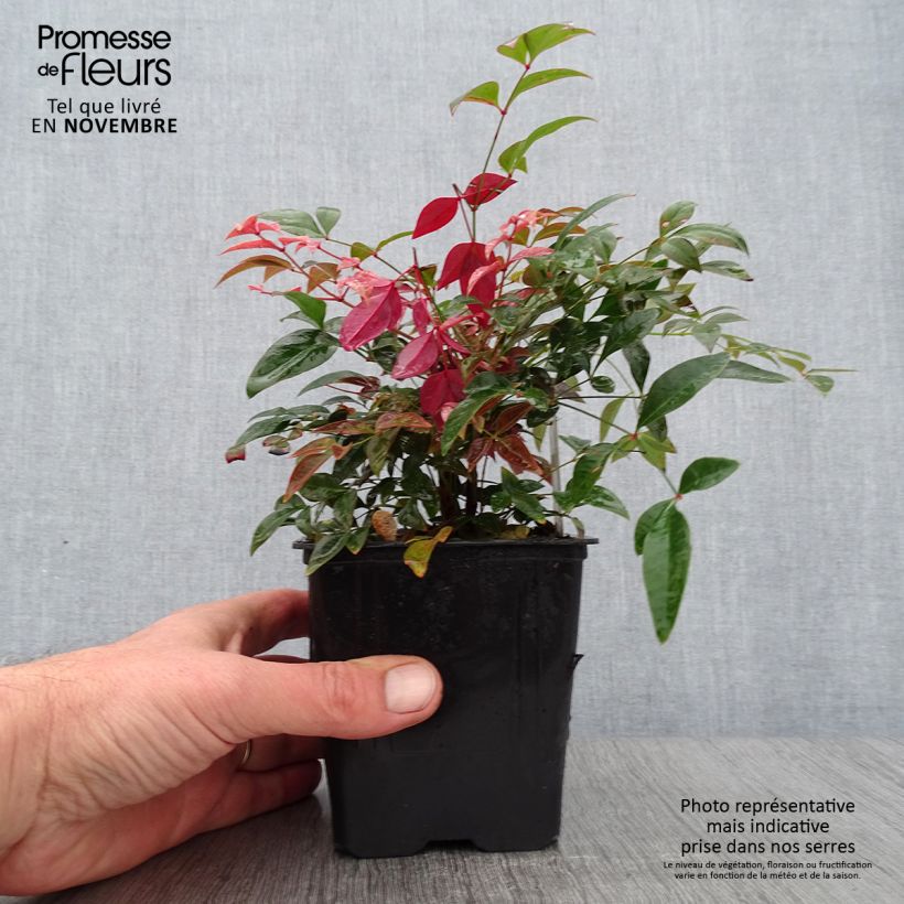 Ejemplar de Nandina domestica Obsessed Seika Maceta de 8/9 cm entregado en otoño