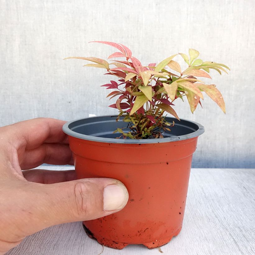 Ejemplar de Nandina domestica Obsessed Seika Maceta de 8/9 cmAltura de entrega aprox. 10/15cm entregado en verano