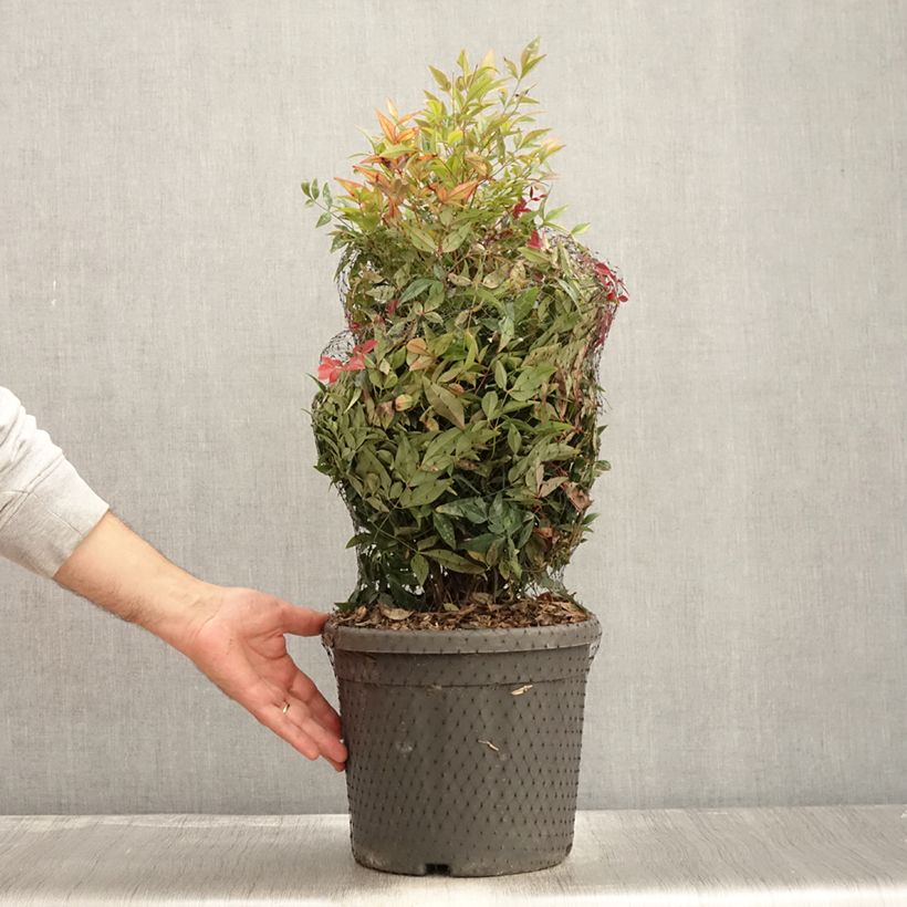 Ejemplar de Nandina domestica Obsessed Seika Maceta 7,5L/10L entregado en otoño