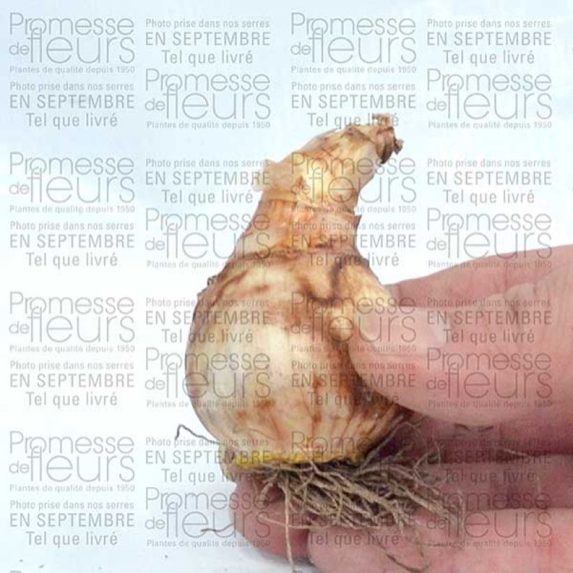 Ejemplo de ejemplar de Narciso Popeye Bulbo calibre 12+ tal y como se entrega