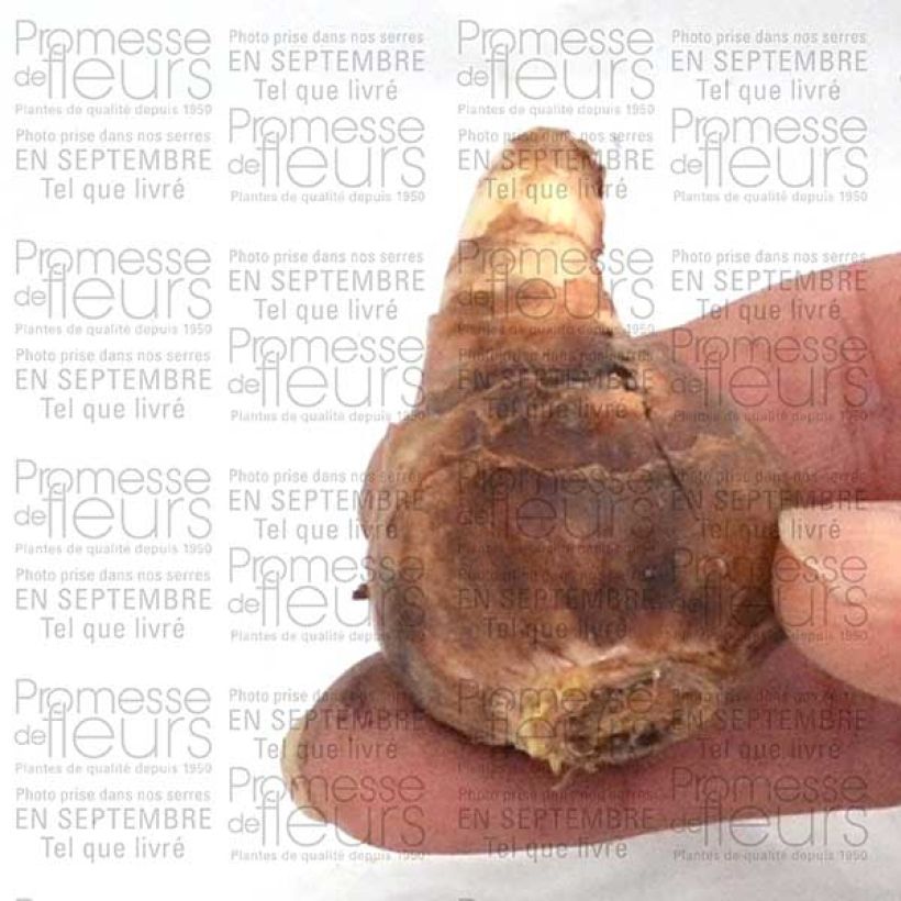Ejemplo de ejemplar de Narciso cyclamineus February Gold Bulbo calibre 12 tal y como se entrega
