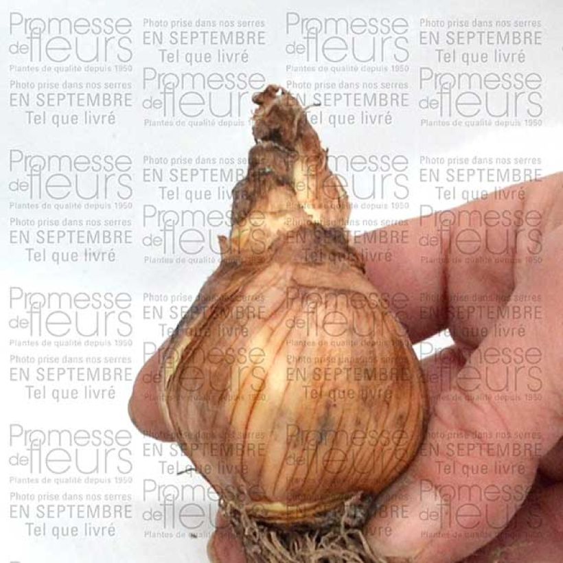 Ejemplo de ejemplar de Narciso Galactic Star Bulbo calibre 12+ tal y como se entrega