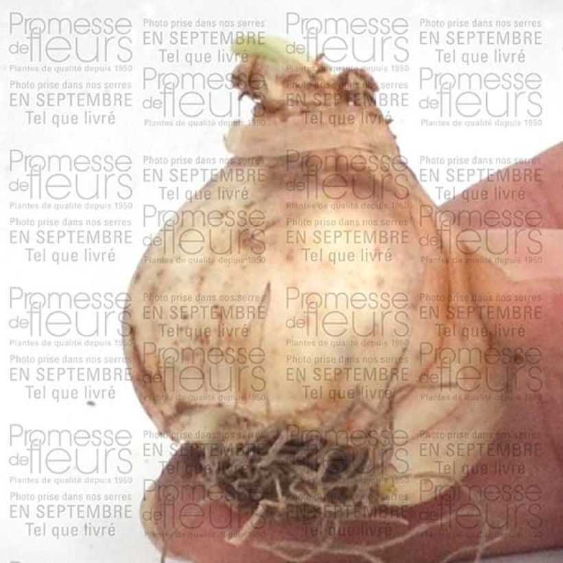 Ejemplo de ejemplar de Narciso Jet Fire Bulbo calibre 12+ tal y como se entrega