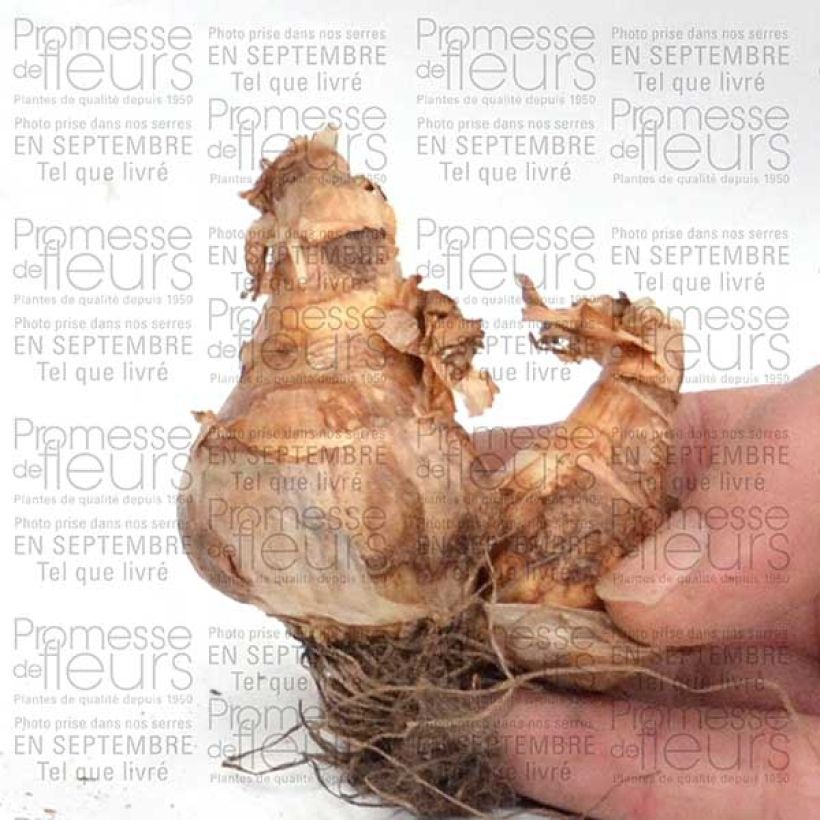 Ejemplo de ejemplar de Narciso Piper's End Bulbo calibre 14+ tal y como se entrega
