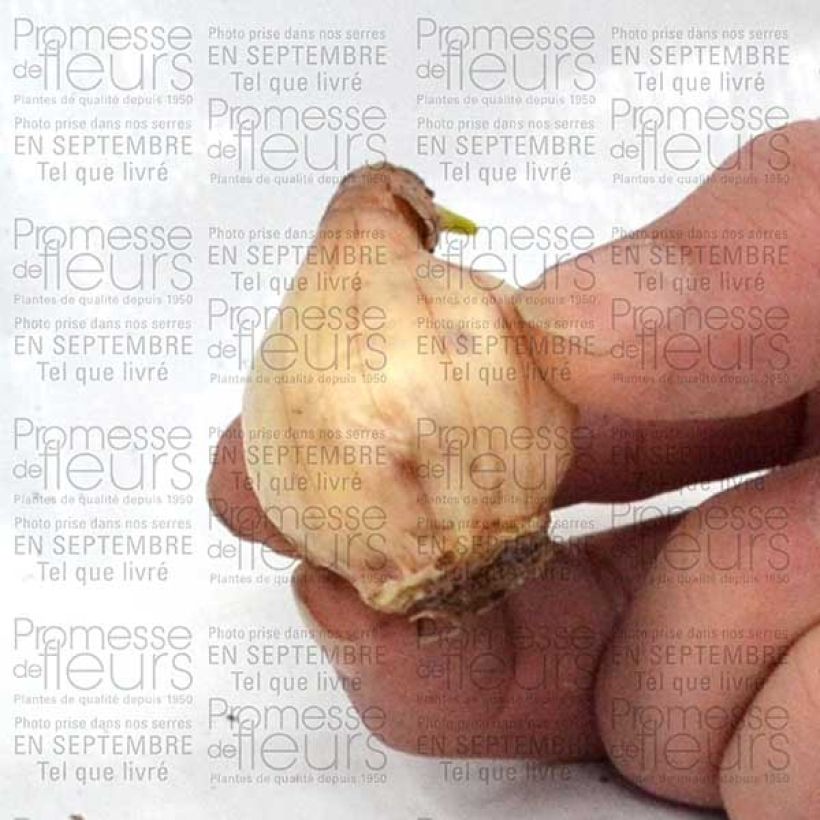Ejemplo de ejemplar de Narciso jonquilla Pueblo Bulbo calibre 10 tal y como se entrega