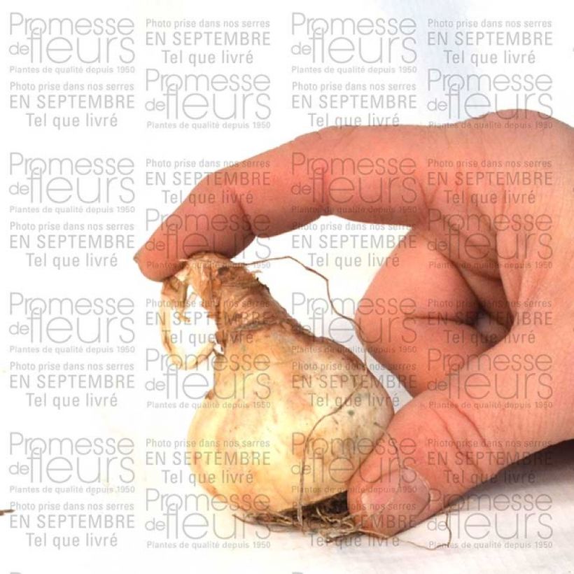 Ejemplo de ejemplar de Narciso Sentinel Bulbo calibre 12+ tal y como se entrega