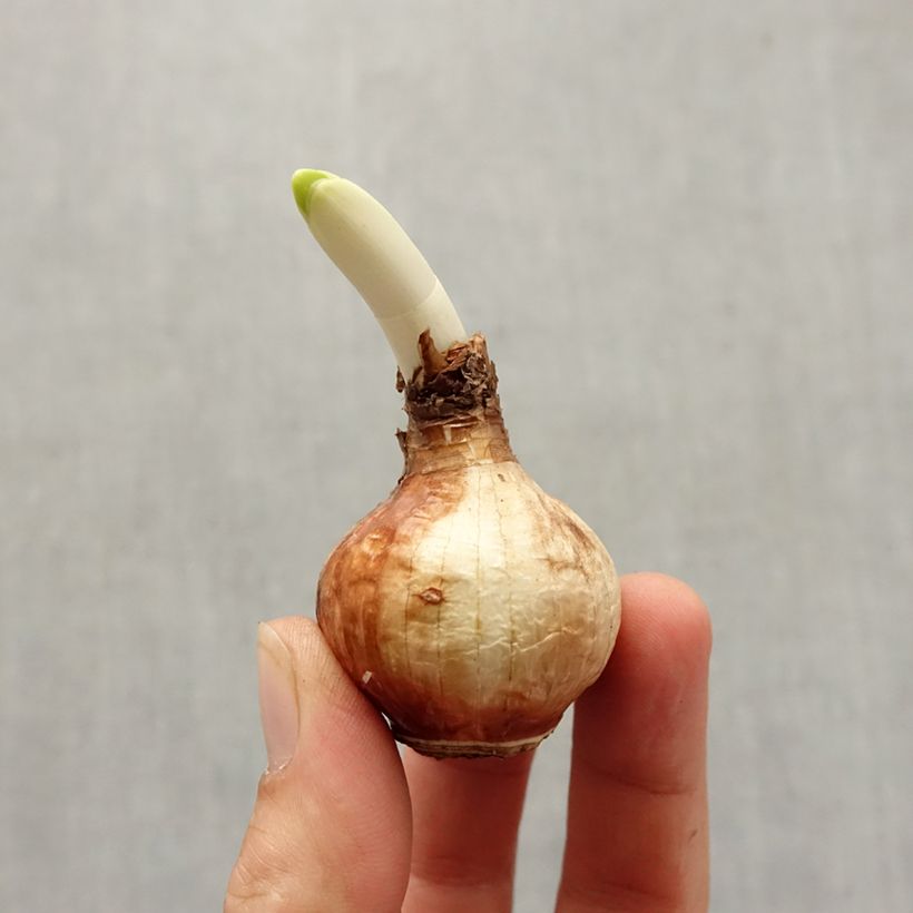 Ejemplar de Narciso Steptoe Bulbo calibre 13+ entregado en otoño