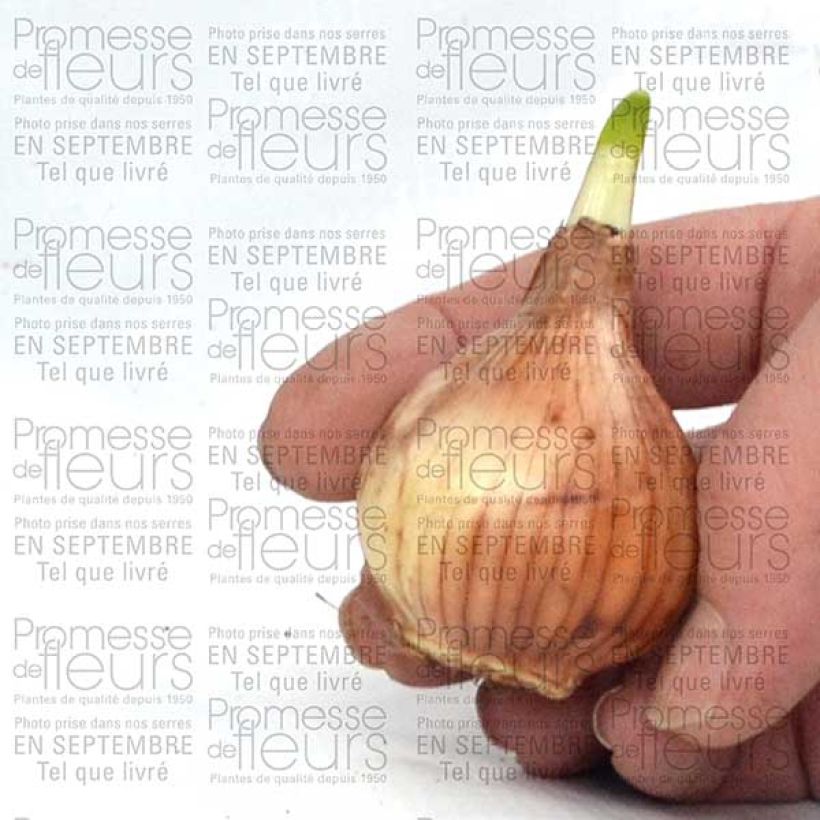 Ejemplo de ejemplar de Narciso triandrus Thalia Bulbo calibre 14/16 tal y como se entrega