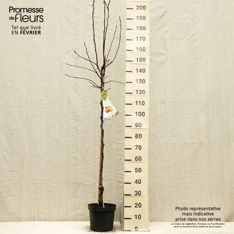 Nashi - Pyrus pyrifolia Maceta 7,5L/10L, Medio tallo Ejemplar entregado en invierno
