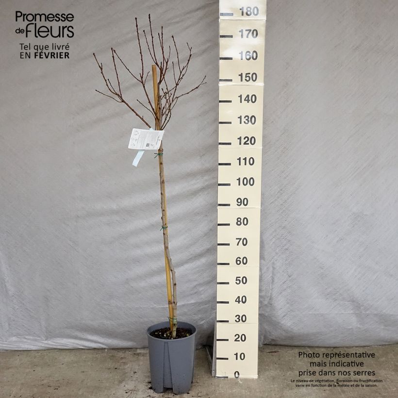 Nectarina Fantasia Maceta 7,5L/10L, Medio tallo Ejemplar entregado en invierno