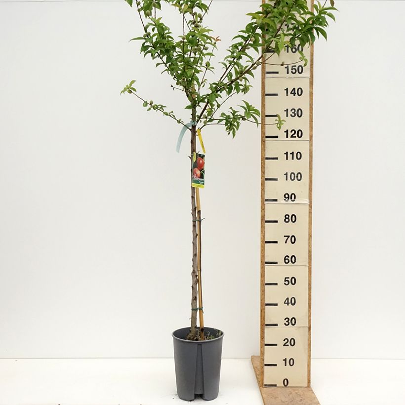 Nectarina Fantasia Maceta 7,5L/10L, Medio talloAltura de entrega aprox. 150/175cm Ejemplar entregado en la primavera