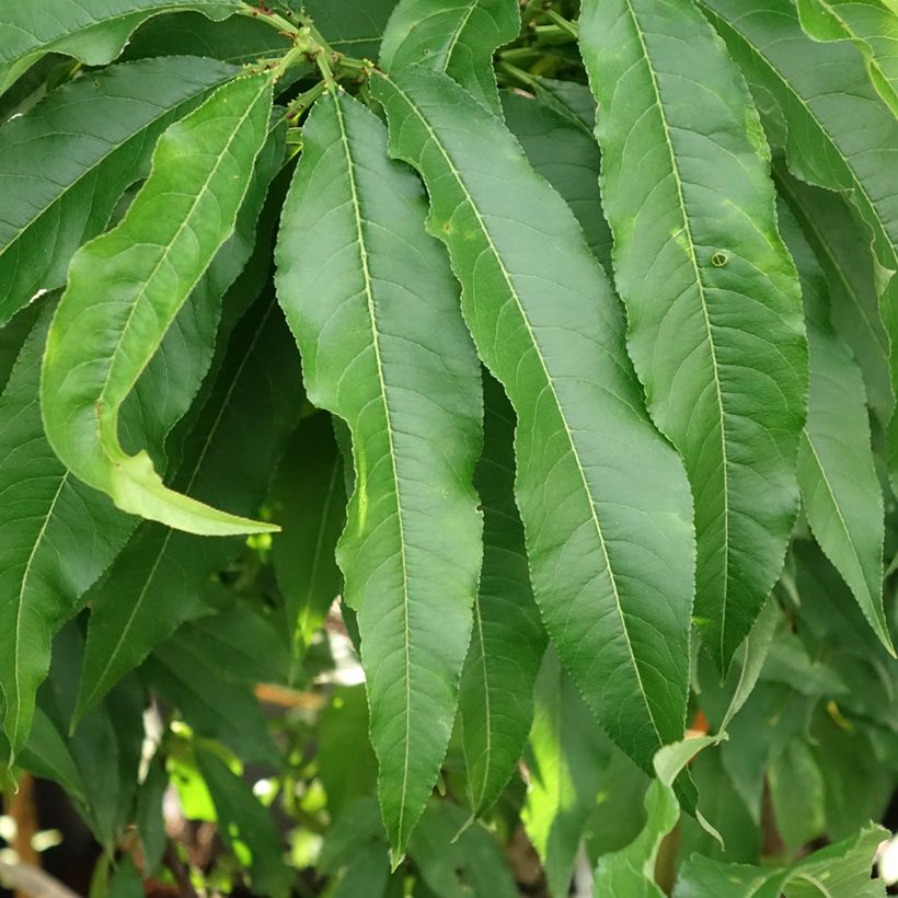 Nectarina enana Nectarella (Follaje)
