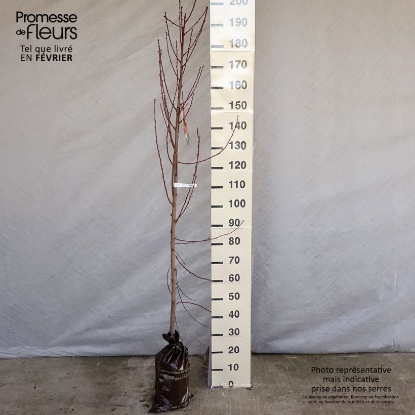 Nectarina Nectared 6 Cepellón "listo para plantar", VástagoAltura de entrega aprox. 110/+cm Ejemplar entregado en invierno