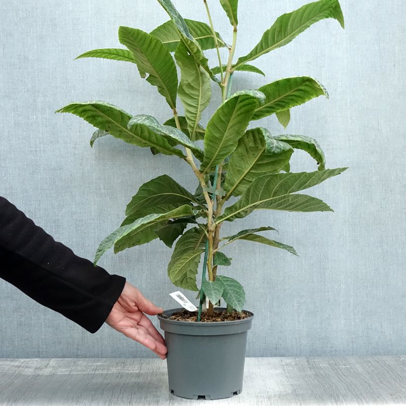 Ejemplar de Níspero japonés - Eriobotrya japonica Maceta 3L/4L entregado en otoño