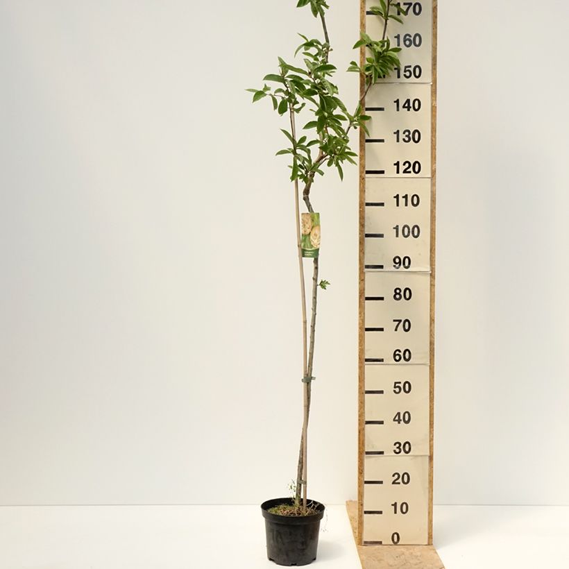 Níspero común Géant de Breda - Mespilus germanica Maceta 4L/5LAltura de entrega aprox. 200/+cm Ejemplar entregado en la primavera