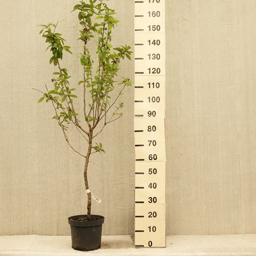 Ejemplar de Níspola - Mespilus germanica Maceta 4L/5L entregado en verano
