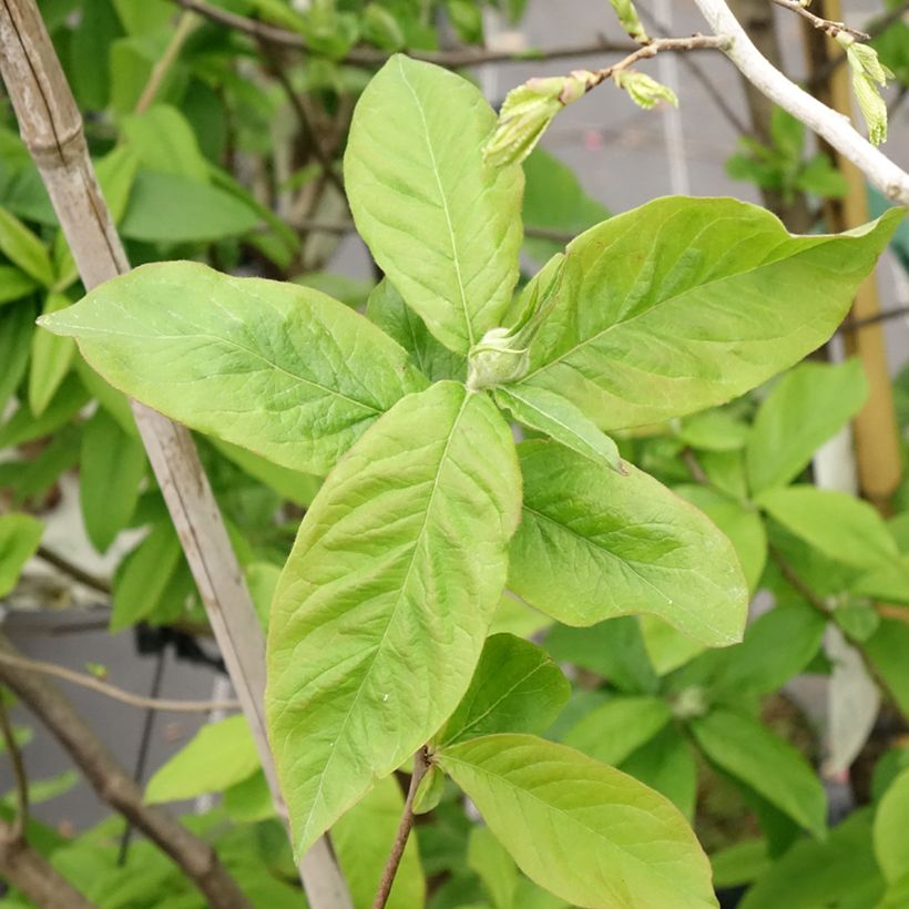 Níspola - Mespilus germanica (Follaje)