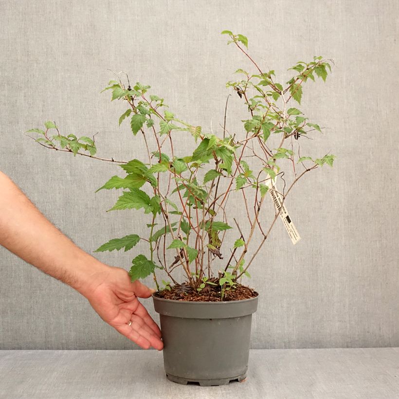 Ejemplar de Neillia thibetica Maceta 3L/4L entregado en verano